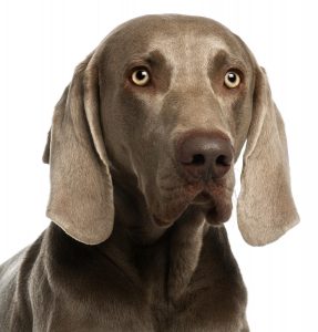 Weimaraner