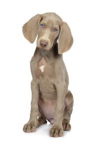 Weimaraner