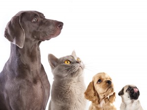 Cocker Spaniel puppy and British cat