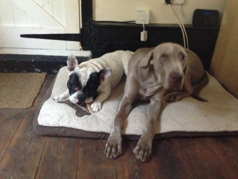 Home Boarding Essex Pet Services